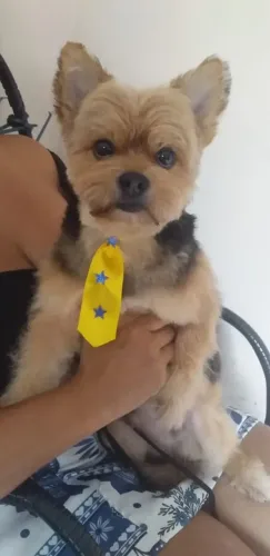 banho e tosa (A domicilio)