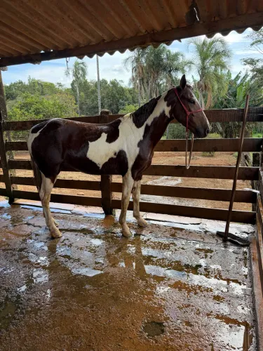 Cavalo pampa a venda