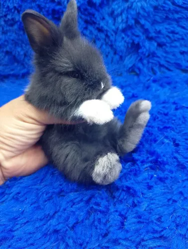 Mini coelho anão Teddy dwerg ursinho 