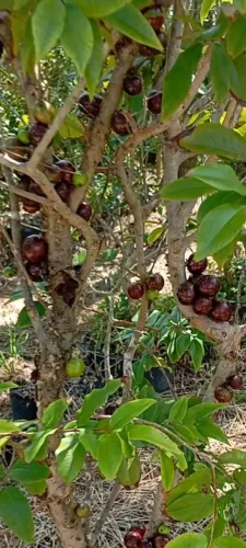 Jabuticaba Híbrida 
