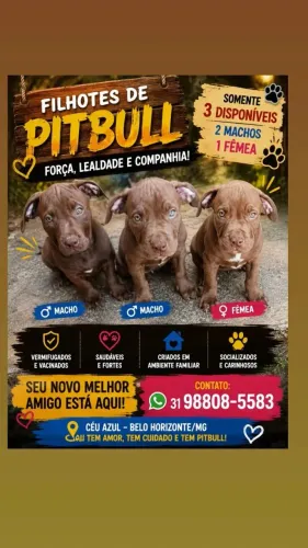 Filhotes de Pitbull a venda!
