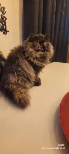 Vende se gatos Persas