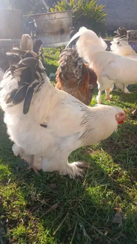 Galos Brahma Light 