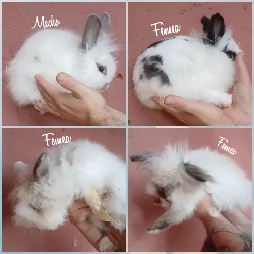Mini coelhos adultos
