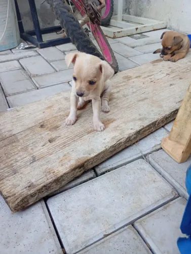 Oi pinscher n1