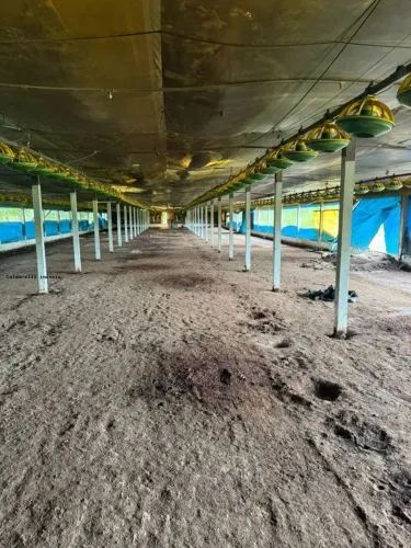 Sítio para Venda em Londrina, Conjunto Habitacional Jamile Dequech, 2 dormitórios, 1 banhe