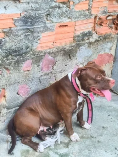Pitmonster