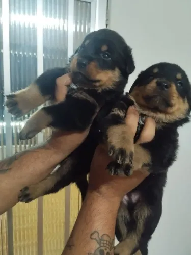 Lindos Filhotes de rottweiler
