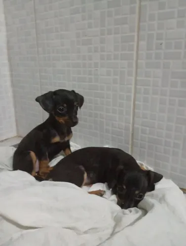 Filhotes pinscher no valor de r$ 550. ZAP * . Ricardo 