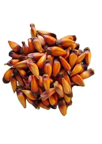 Pinhão novo