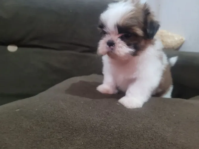 Shihtzu Filhote macho