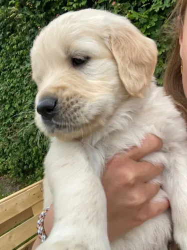 Golden retriever a pronta entrega