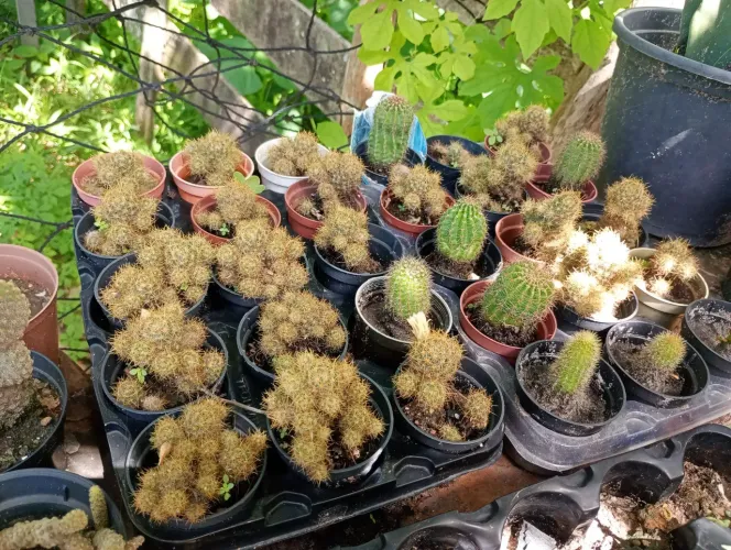 30 cactos pra lembrancinha 80$