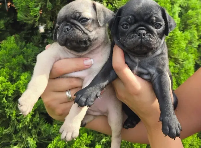 Filhote de pug belos e carinhosos