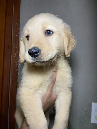 Filhotes de Golden Retriever