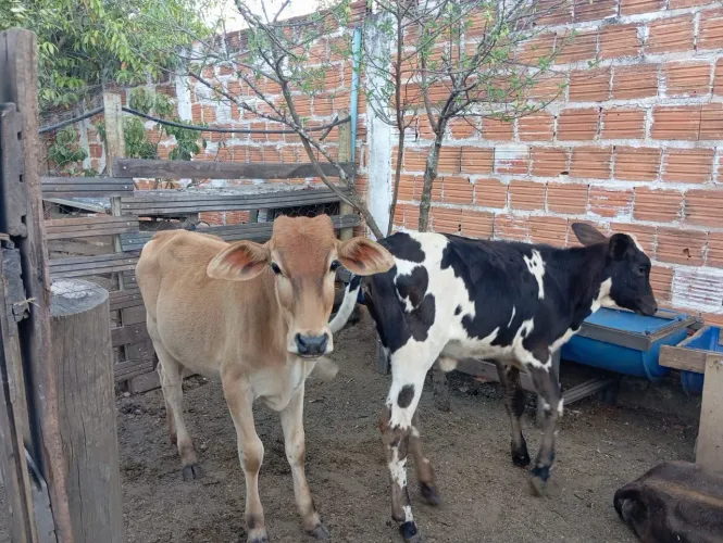 Bezerras fêmeas
