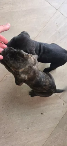 Cane Corso, Filhote,  fêmeas e machos de cane corso 
