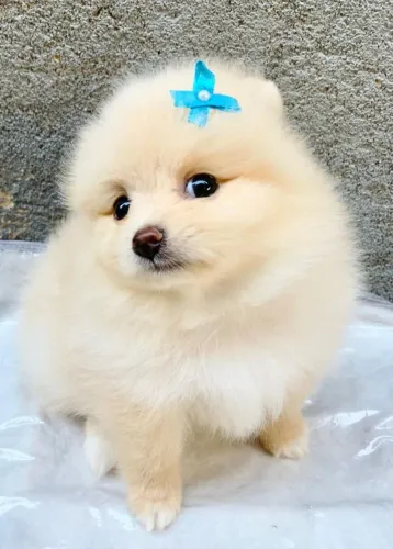 Lulu da pameranea fêmea