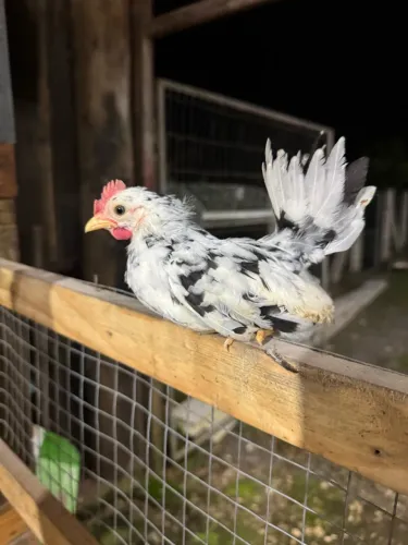 Franguinho Nagasaki black mottled nanico 