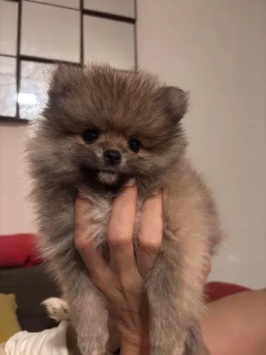 Spitz alemão