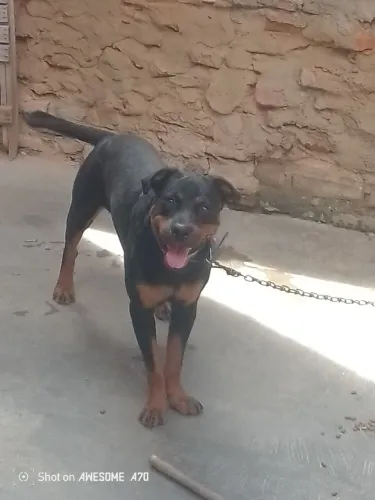 Vende-se um rottweiler de dez meses todo vacinado