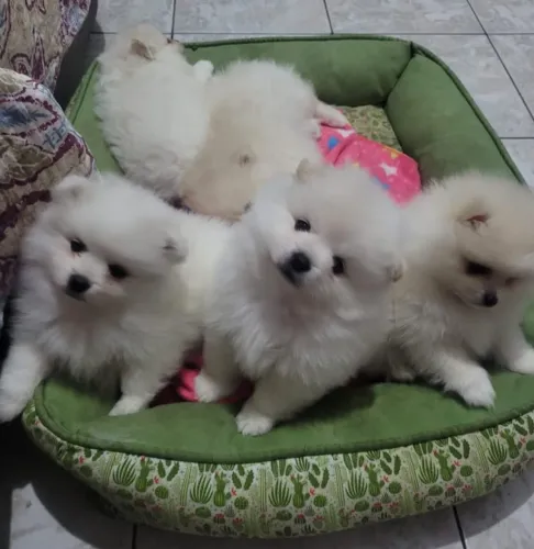 Estou doando filhotes de Spitz Alemão