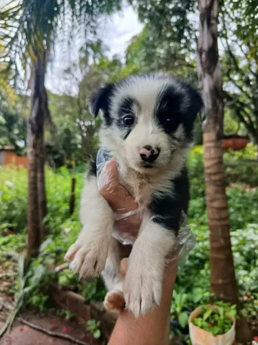 Border collie disponivel