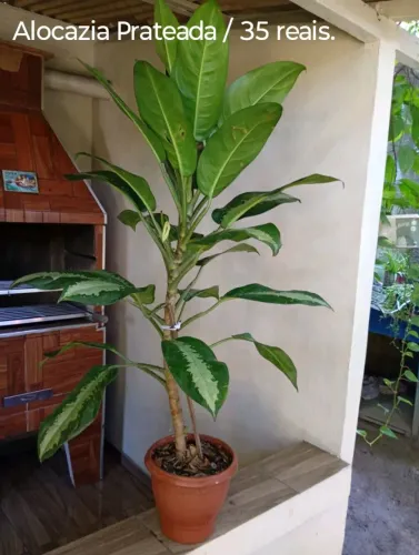 Plantas diversos tipos e tamanhos.