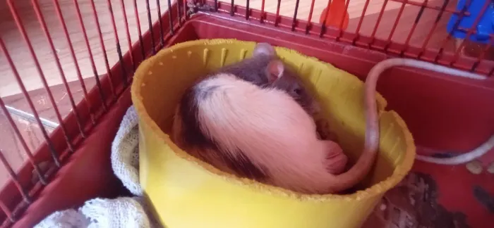 Rato Twister 