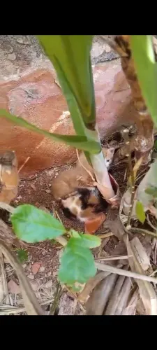 Filhotes de gato 