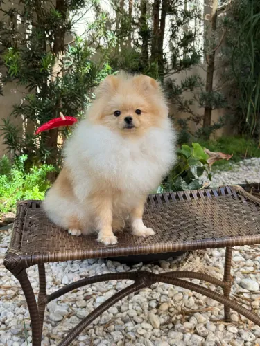 Lulu da Pomerania 