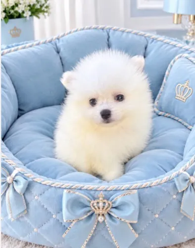 Filhotes de Lulu da Pomerânia