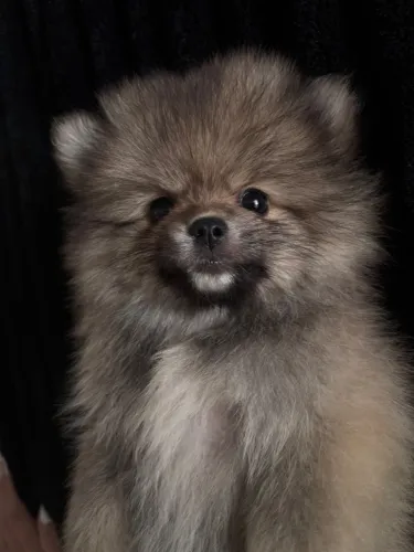 Spitz alemão
