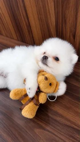 Spitz alemão/ Lulu da pomerania 