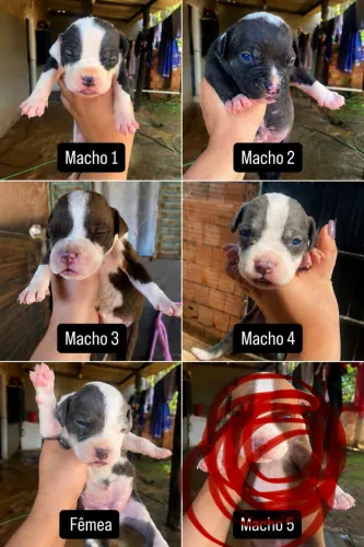 Filhotes de American Bully com Starffordshire