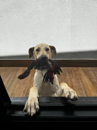 Doação Cachorra Fêmea