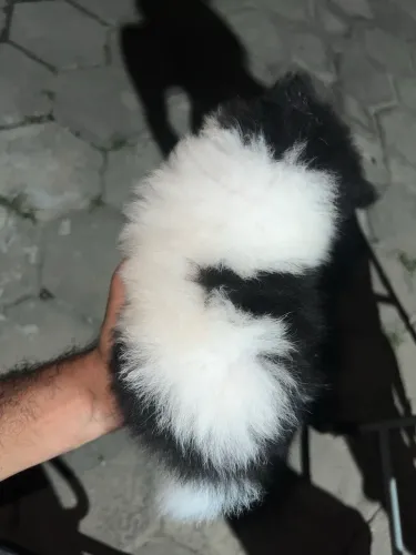 Spitz alemão 