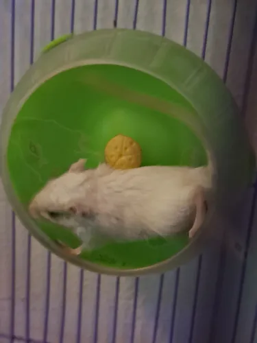 Filhotes de Gerbil REW, para exigentes
