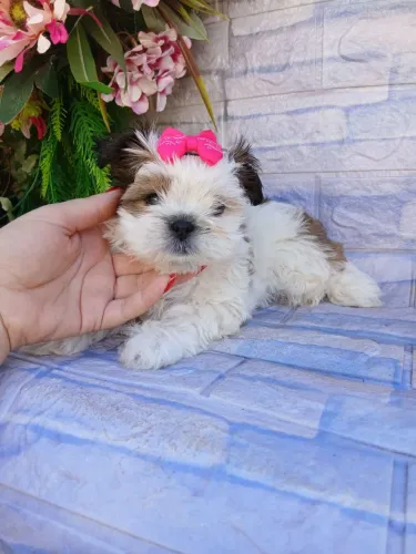Shitzu fêmea mini tricolor lindaa