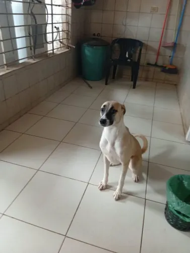 Doação de uma linda cadela
