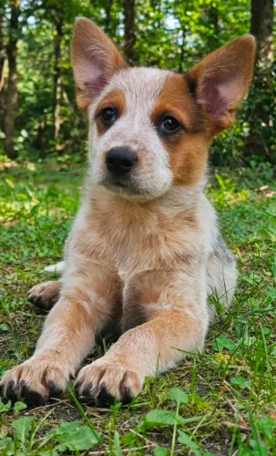 Red Heeler Fêmea- Boiadeiro Australiano - Australian Cattle Dog