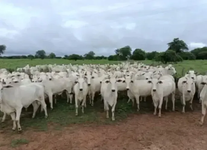 FAZENDA ESTRUTURADA NA REGIÃO DA JAÍBA NO NORTE DE MINAS VOLTADA PARA PECUÁRIA DE 1000 HA