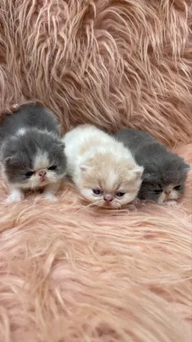 Exotico shorthair