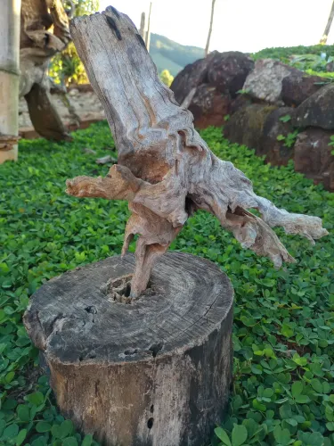 Lindas raízes para terrários, aquários e Decoração.