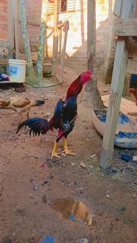Galo