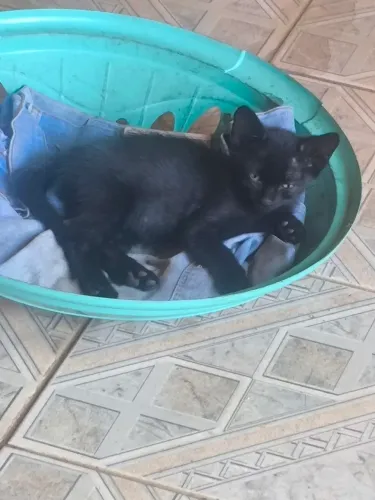 Gatinho preto macho - GARAVELO pra buscar!