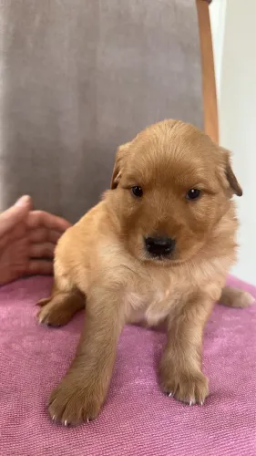 Filhotes Golden Retriever Floripa