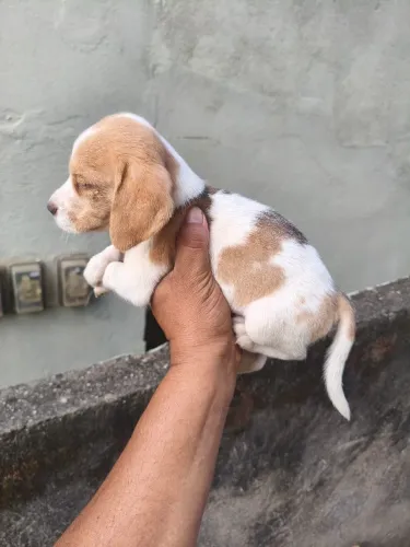 Beagle fêmea 
