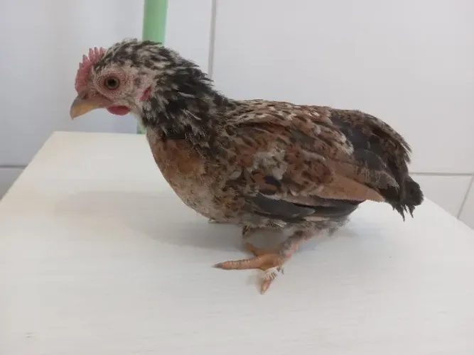 Pintinho pena no pé