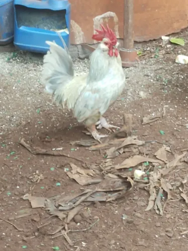 Galo garnize.